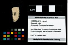 Foto (Objekt + Etikett) von Decapoda indet.  (NHMW-GEO-1990-0041-4733)